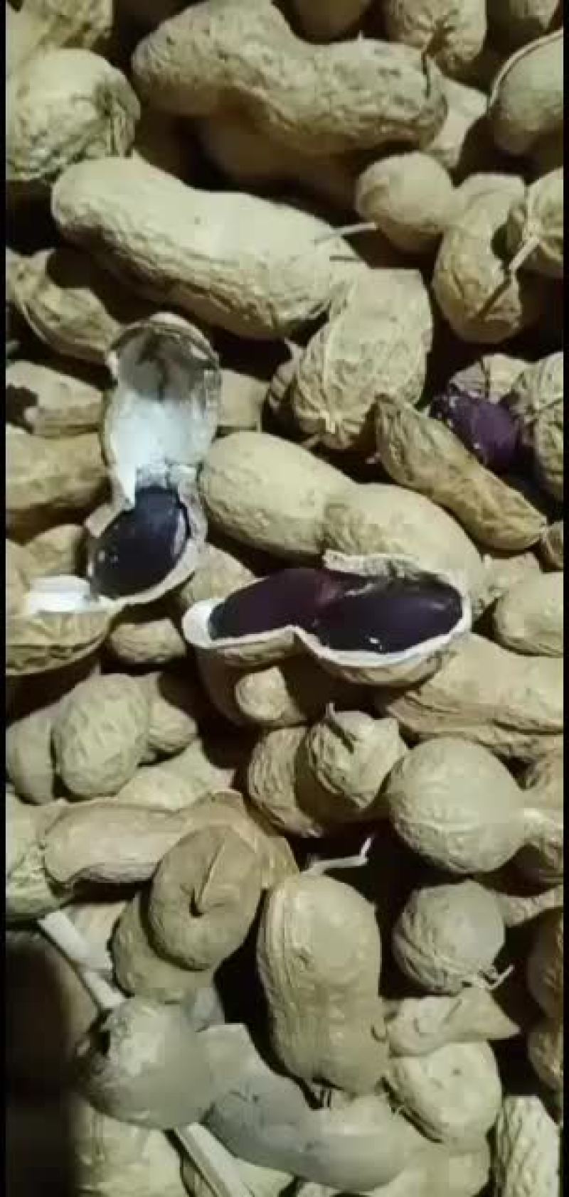 批发大量黑花生无中间商