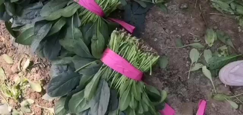 精品菠菜大量上市中欢迎广大客商采购