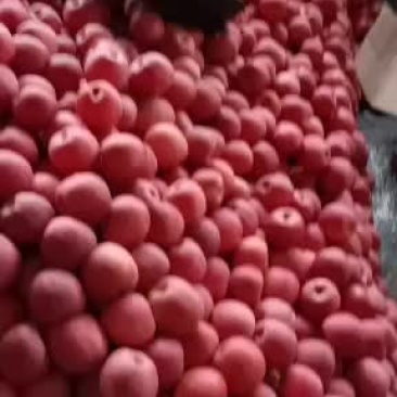 甘肃天水秦安山区红富士地窖货冷库货大量有货中