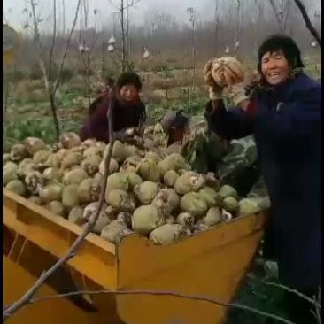 芥菜疙瘩新鲜上市，个大均匀
