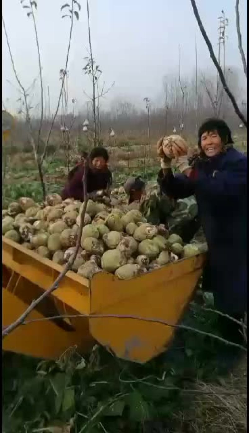 芥菜疙瘩新鲜上市，个大均匀