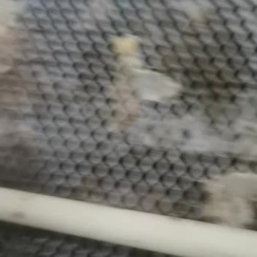 白玉蜗牛肉质肥美欢迎采购