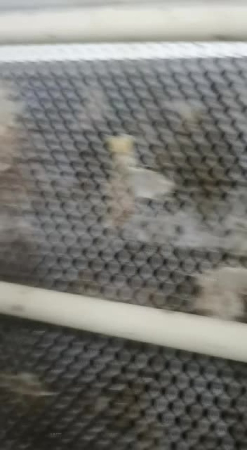 白玉蜗牛肉质肥美欢迎采购