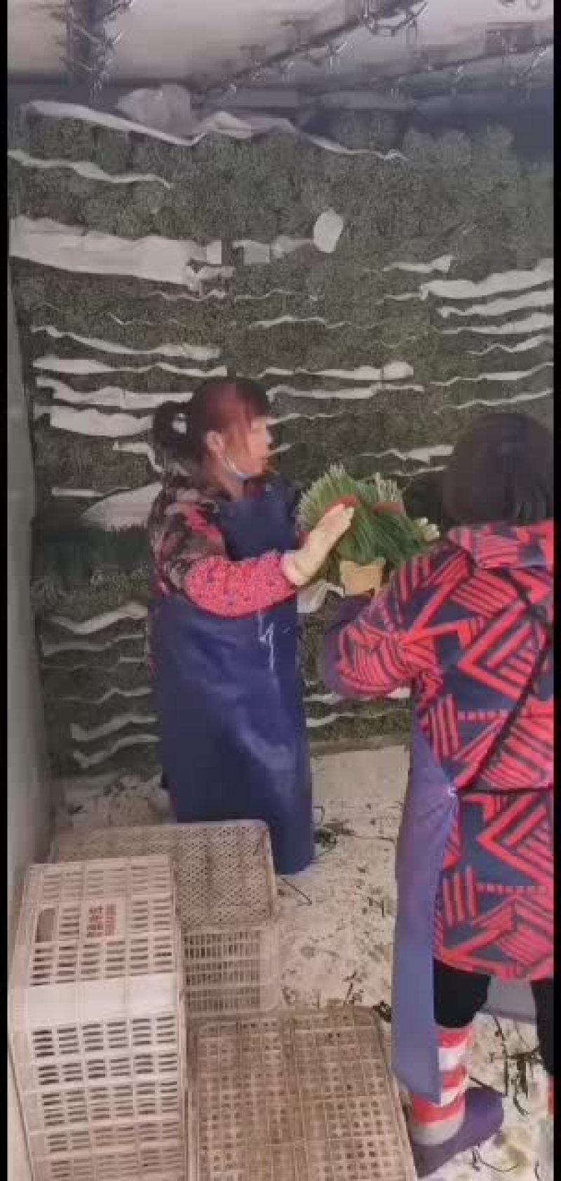 精品韭菜到货需要了联系