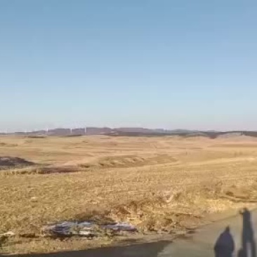 两万亩人工手割的秸秆