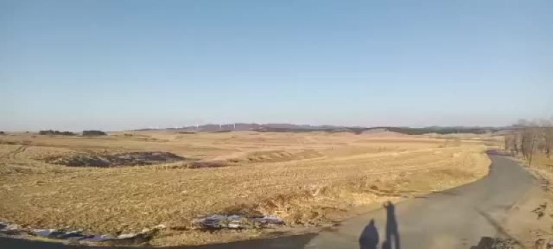 两万亩人工手割的秸秆