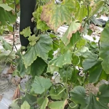 冬瓜江苏大棚地冬瓜精品还有吊冬瓜