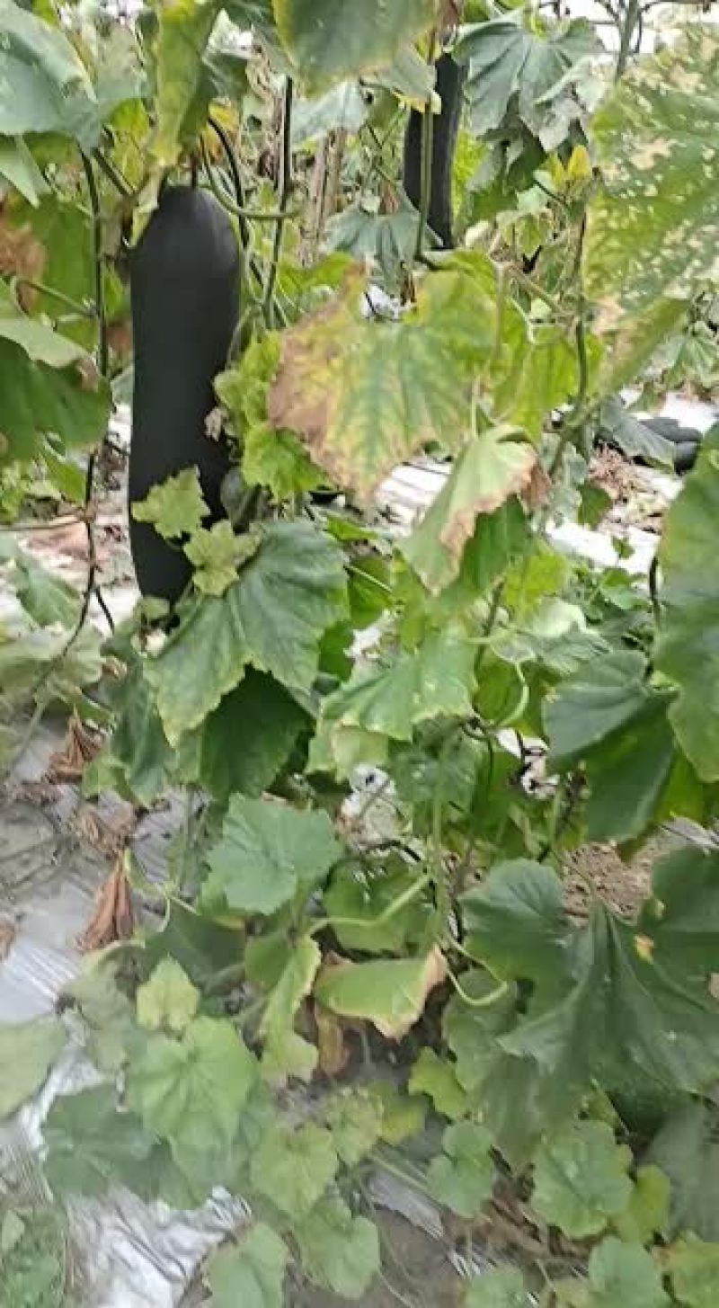 冬瓜江苏大棚地冬瓜精品还有吊冬瓜