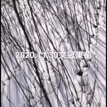 文冠果杯苗裸根出售量大优惠