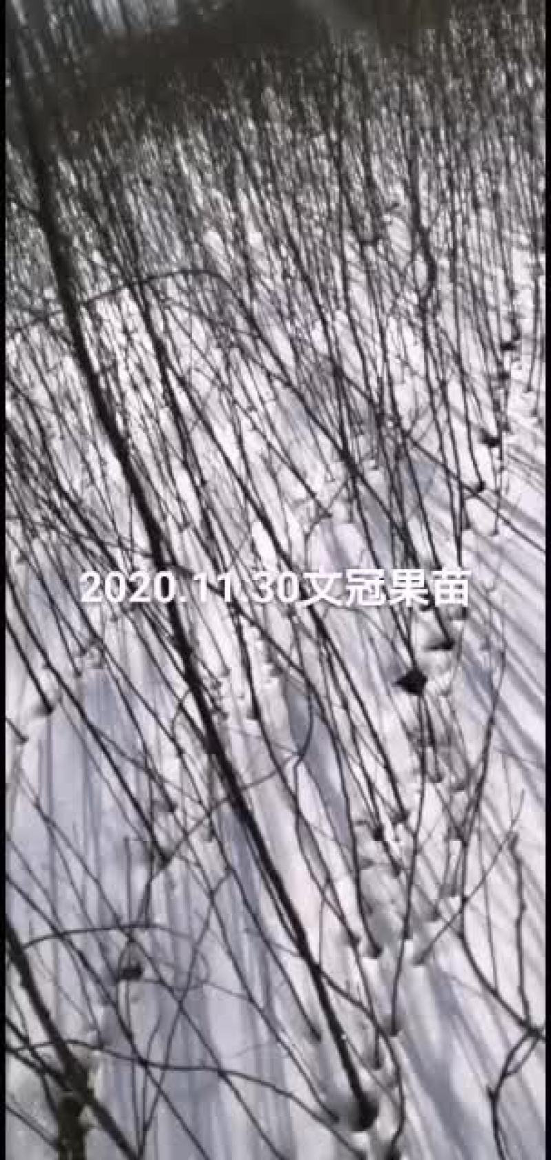 文冠果杯苗裸根出售量大优惠