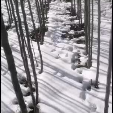 鸡心果杯苗裸根出售量大优惠
