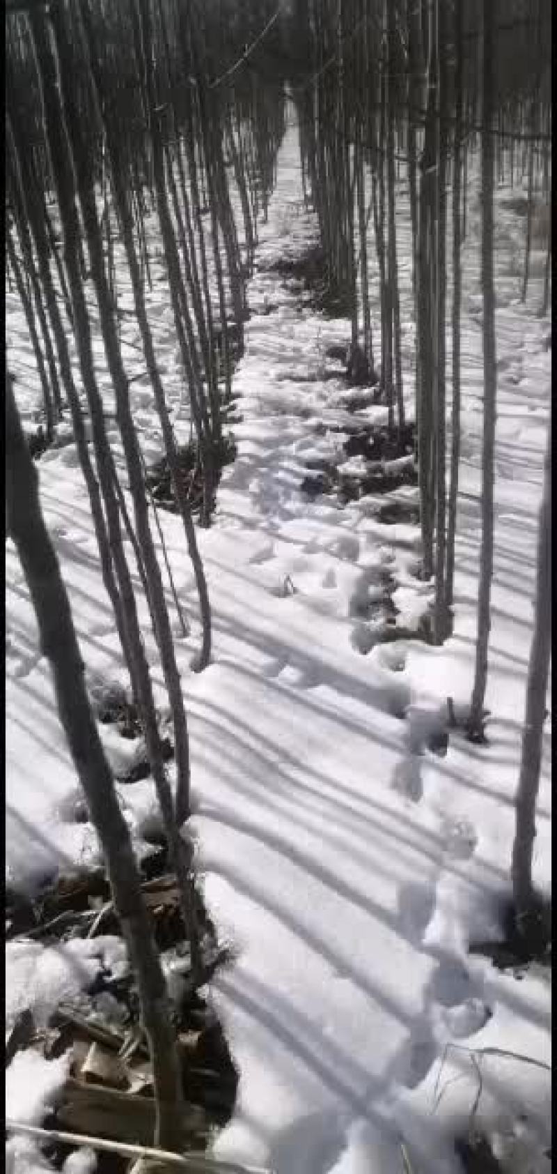 鸡心果杯苗裸根出售量大优惠