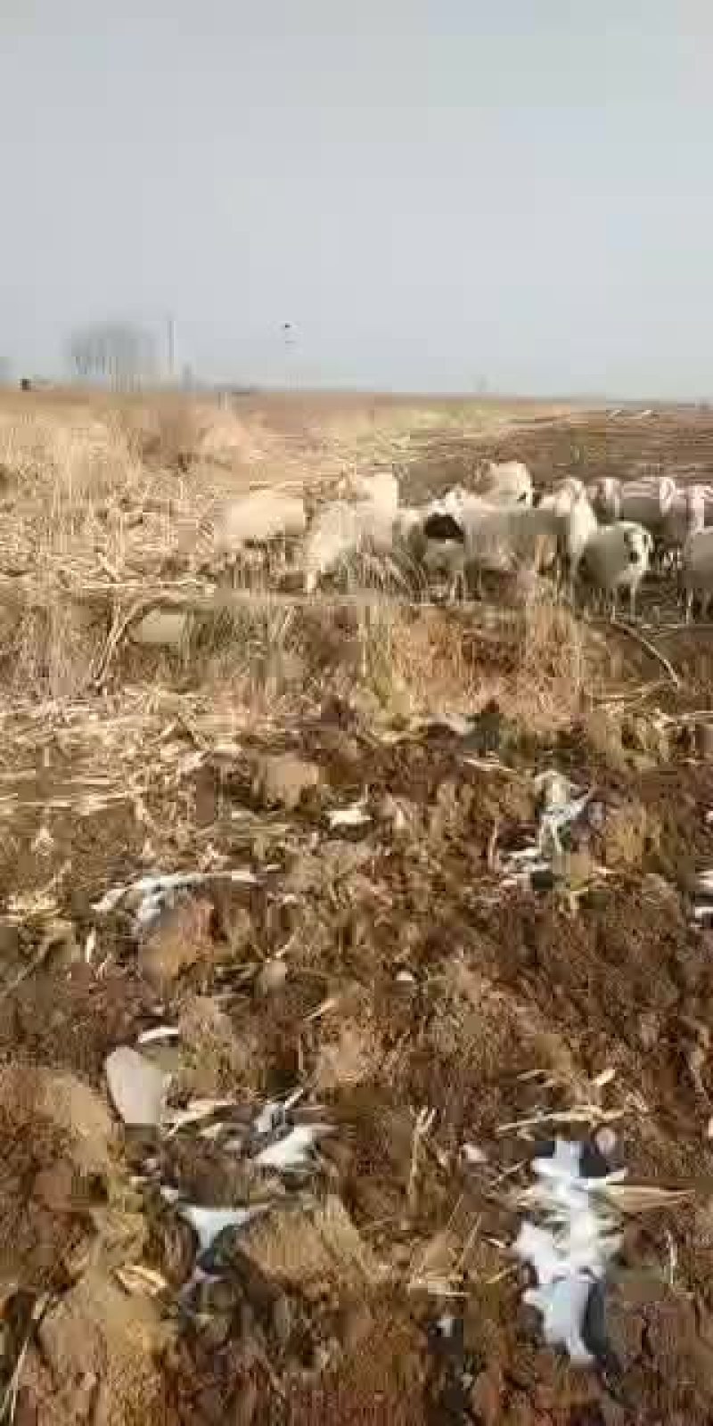 绵羊\绵绵、羔羊`山羊丶大母羊