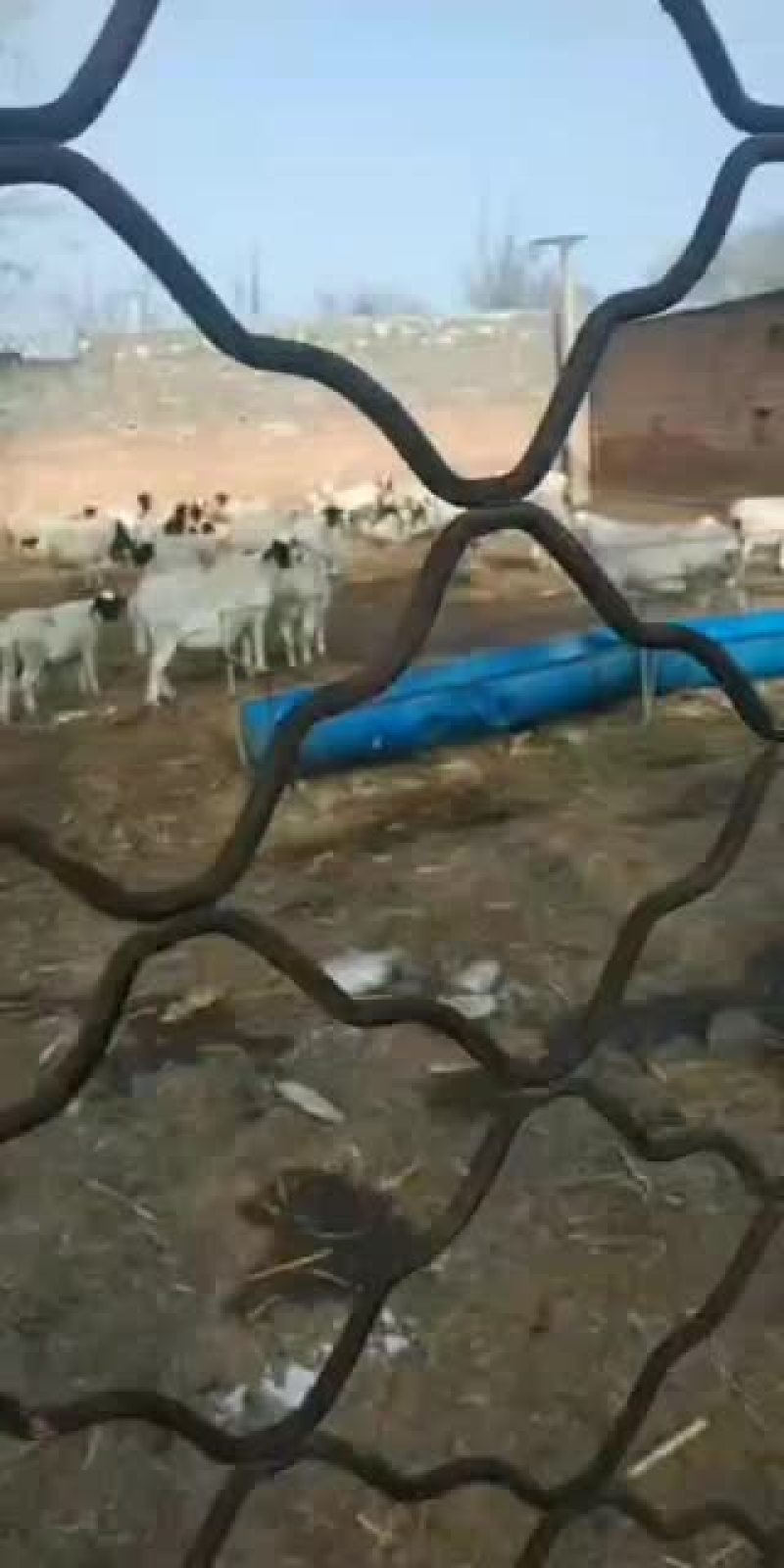 绵羊\绵绵、羔羊`山羊丶大母羊