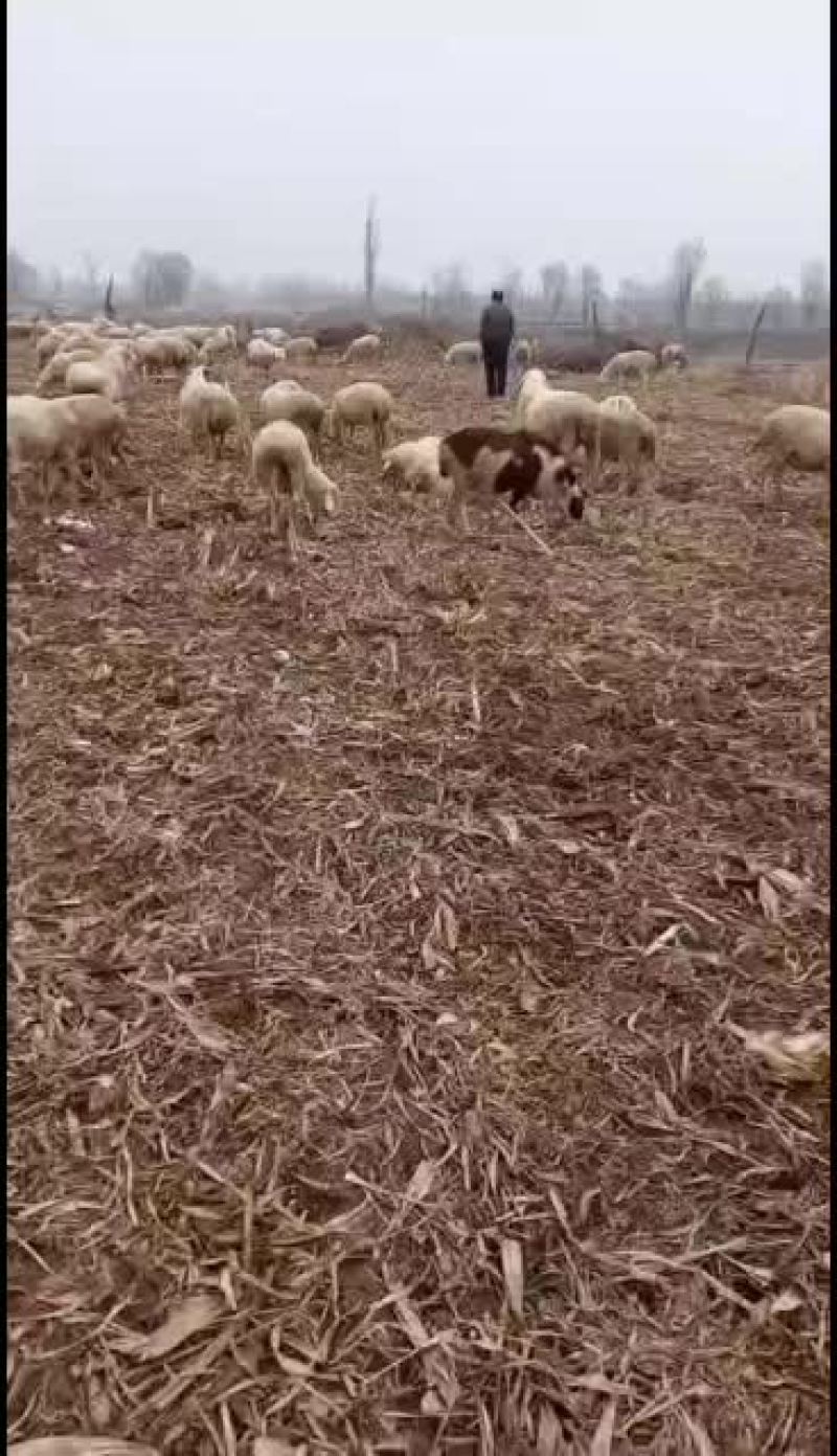 绵羊\绵绵、羔羊`山羊丶大母羊