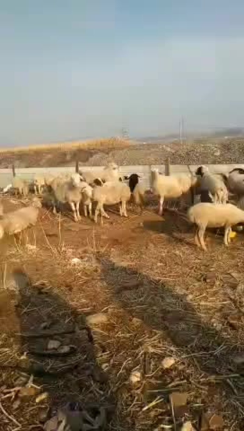 绵羊\绵绵、羔羊`山羊丶大母羊