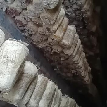 平菇，姬菇预售中到时欢迎选购