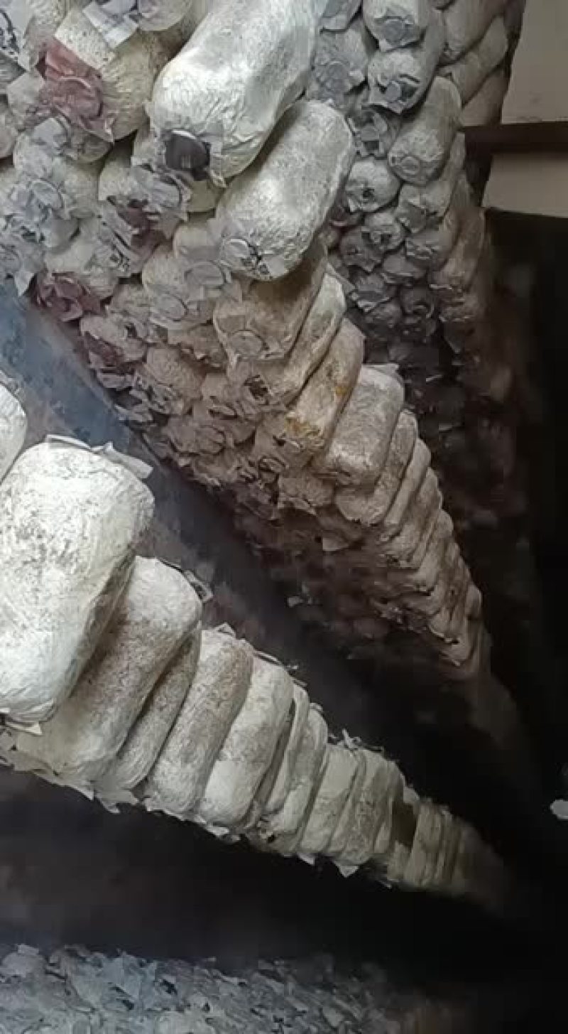 平菇，姬菇预售中到时欢迎选购