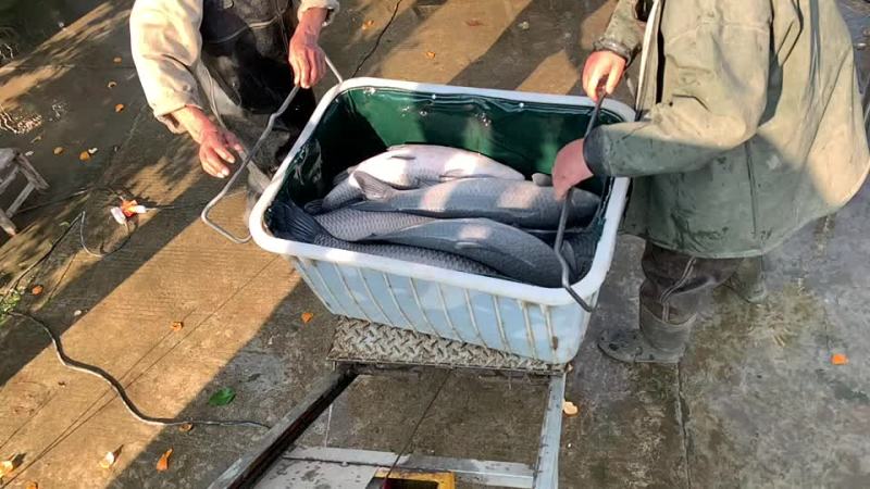 下钓塘的高质量大青鱼，规格8-20斤，现货20万斤