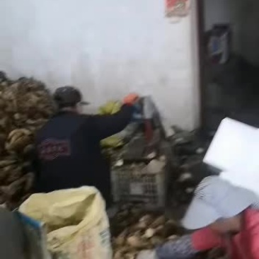 大量批销当天下山冬笋