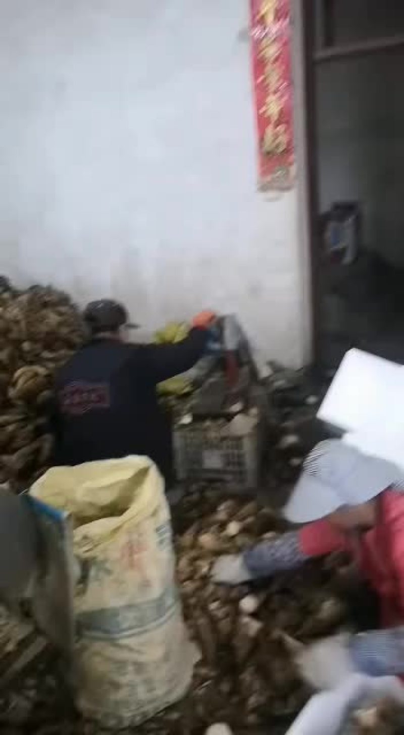 大量批销当天下山冬笋