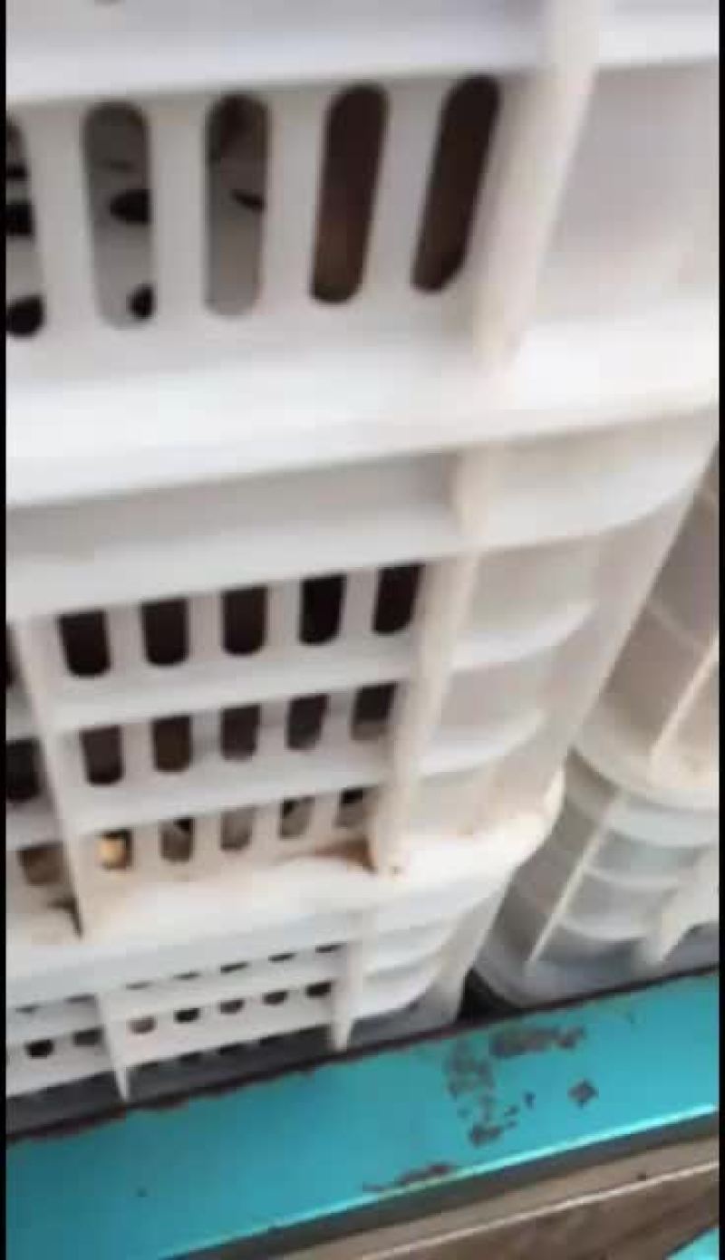 鲜平菇，天冷关键一直阴天不见太阳，量上不去大叶少