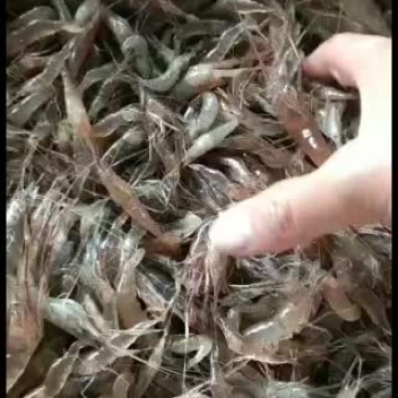 新鲜河虾，可发鲜活冰鲜冻板