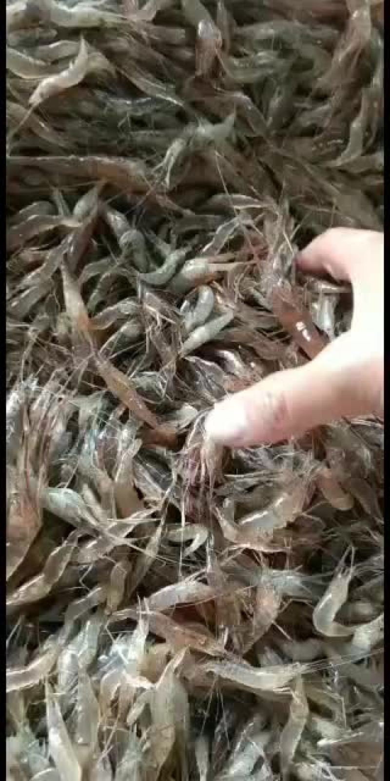 新鲜河虾，可发鲜活冰鲜冻板
