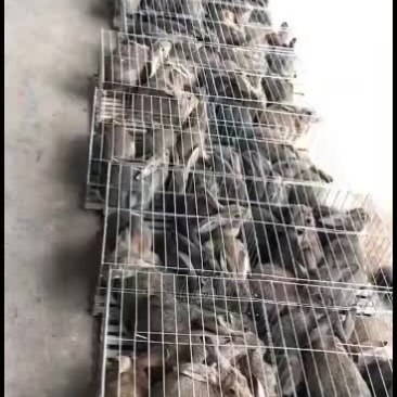 比利时杂交肉兔，它抗病能力强