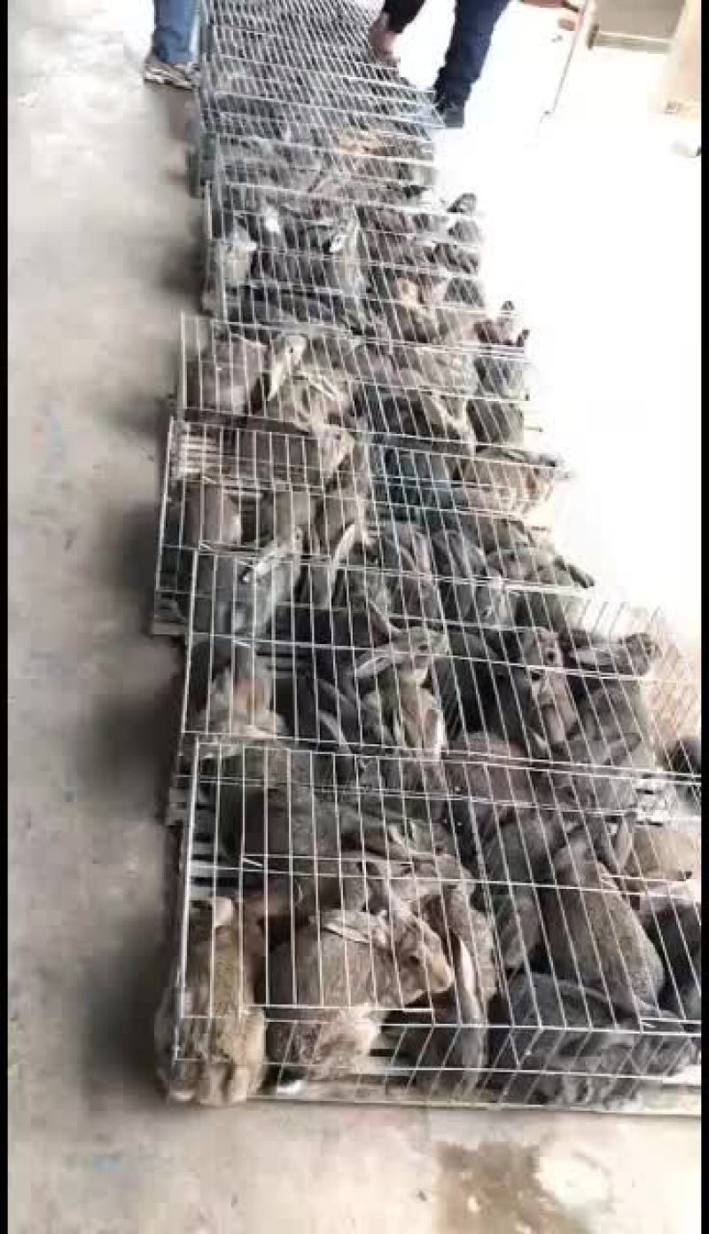 比利时杂交肉兔，它抗病能力强