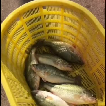 大量出售优质温泉水养殖鲈鱼