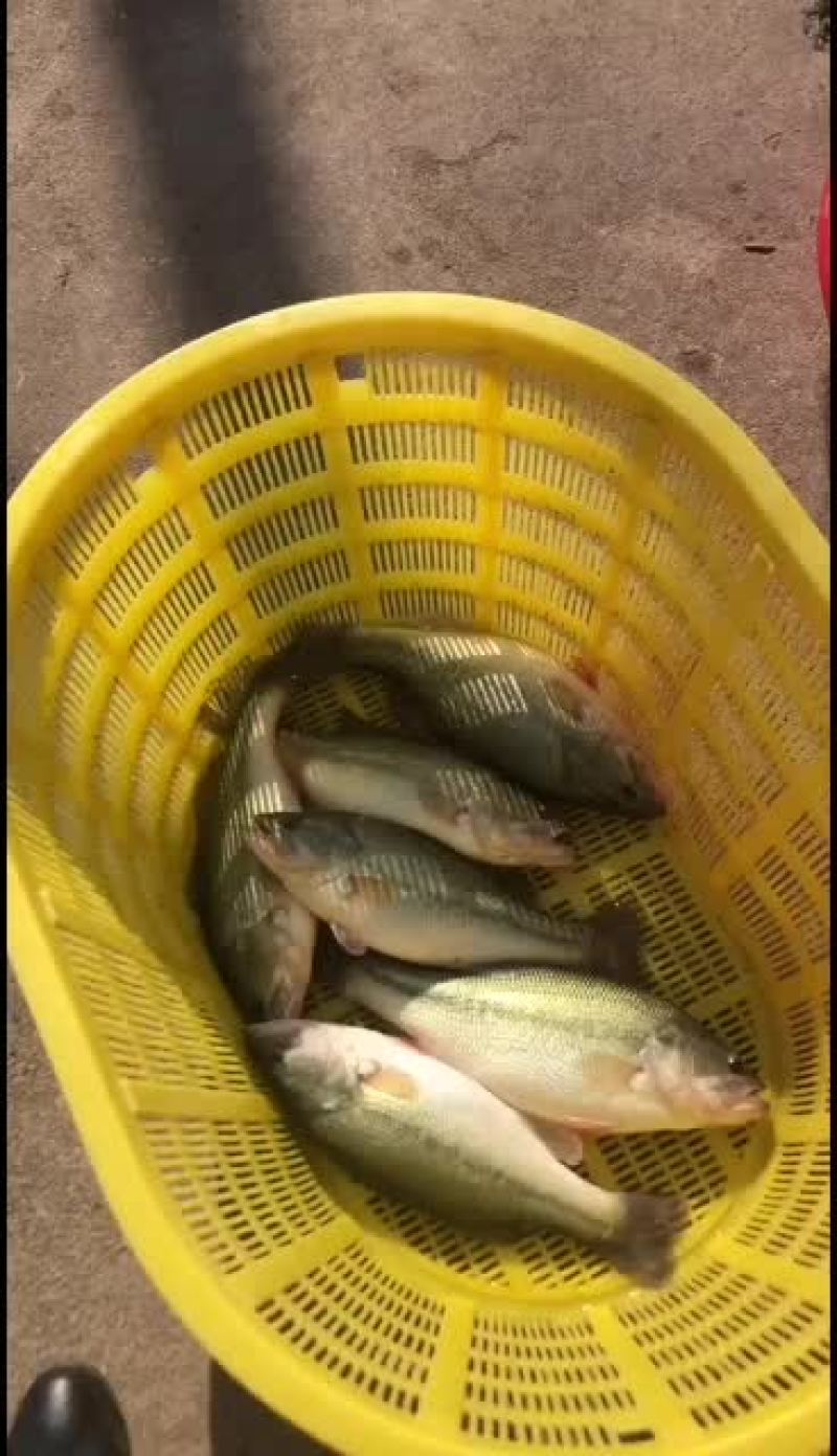 大量出售优质温泉水养殖鲈鱼