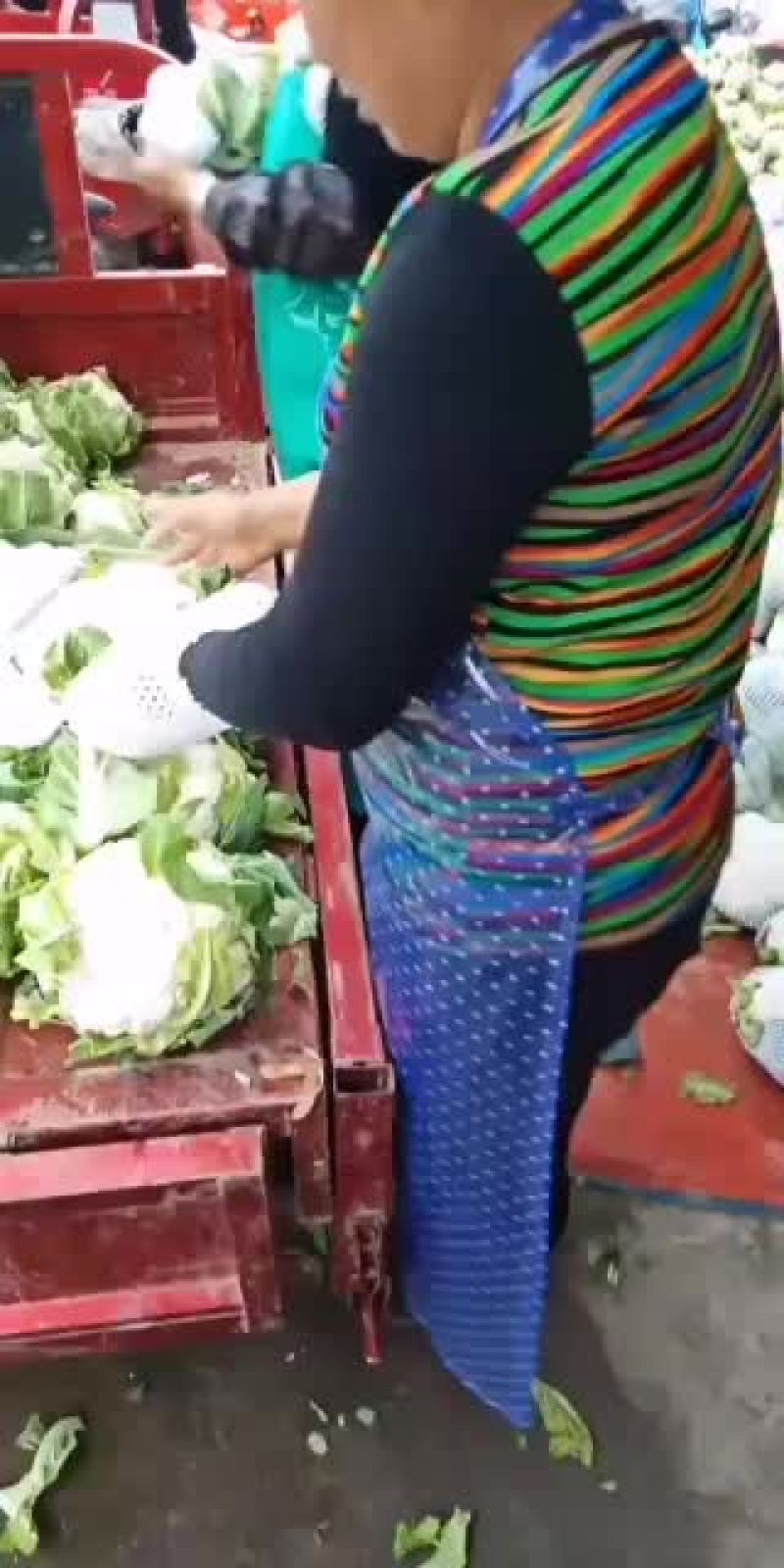 白花菜各种蔬菜欢迎订货