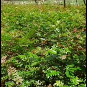 大量出售正宗红芽清香木苗