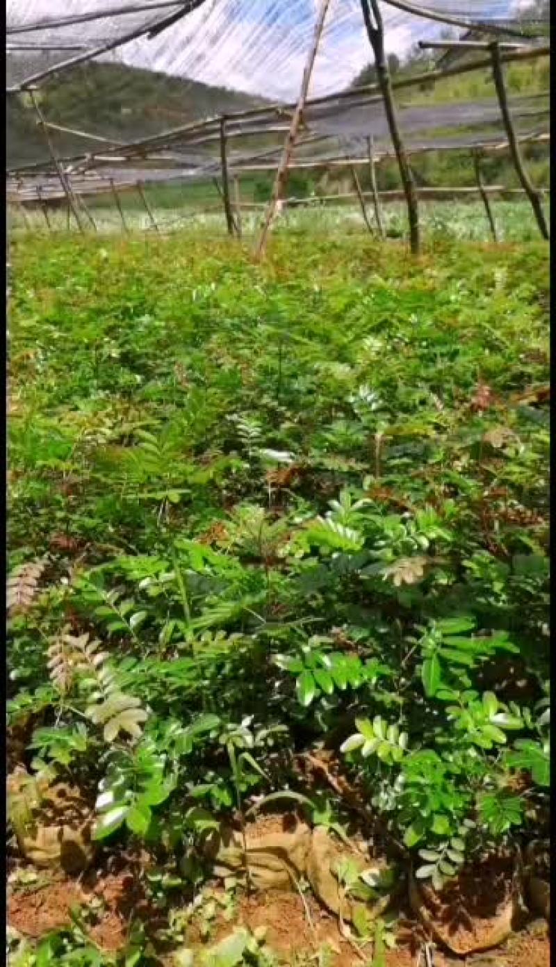 大量出售正宗红芽清香木苗