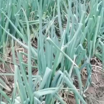 菏泽长白大葱牡丹区沙土镇