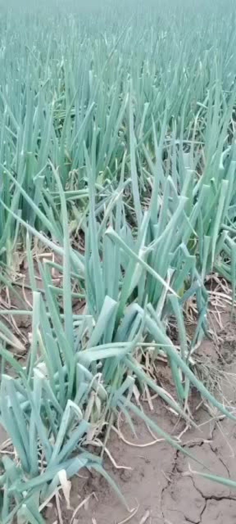 菏泽长白大葱牡丹区沙土镇