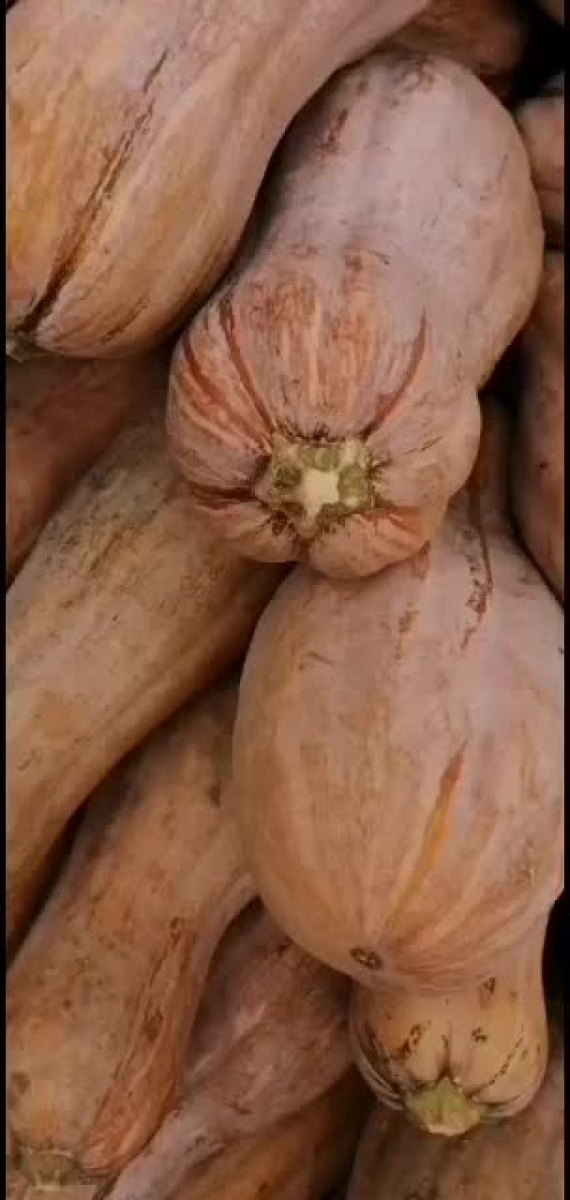 金韩蜜本南瓜大量有货..................