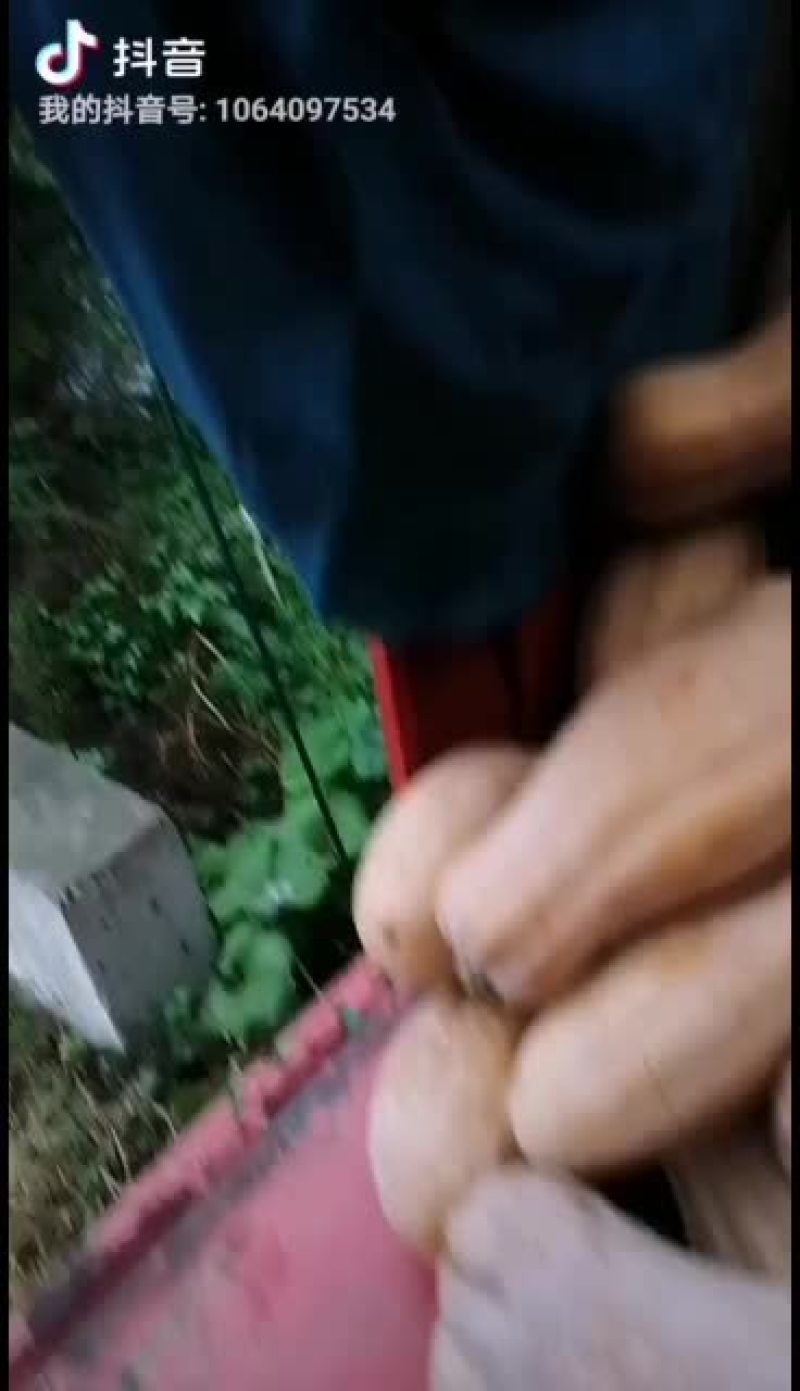 金韩蜜本南瓜大量有货..................