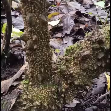 贵州野生飞龙掌血，大量供应，诚信合作，骗子勿扰