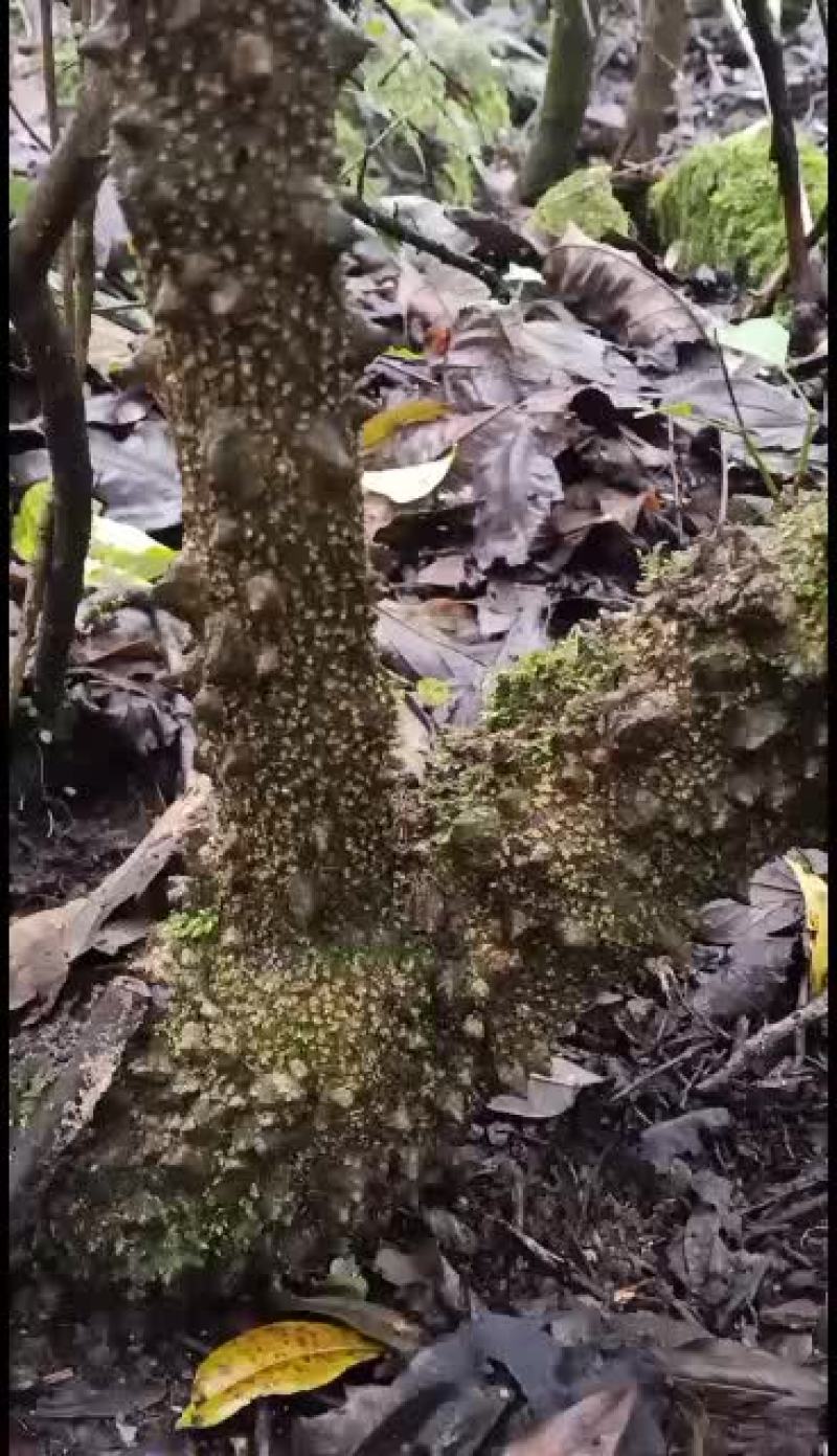 贵州野生飞龙掌血，大量供应，诚信合作，骗子勿扰