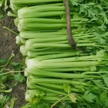 大棚精品西芹大量上市中