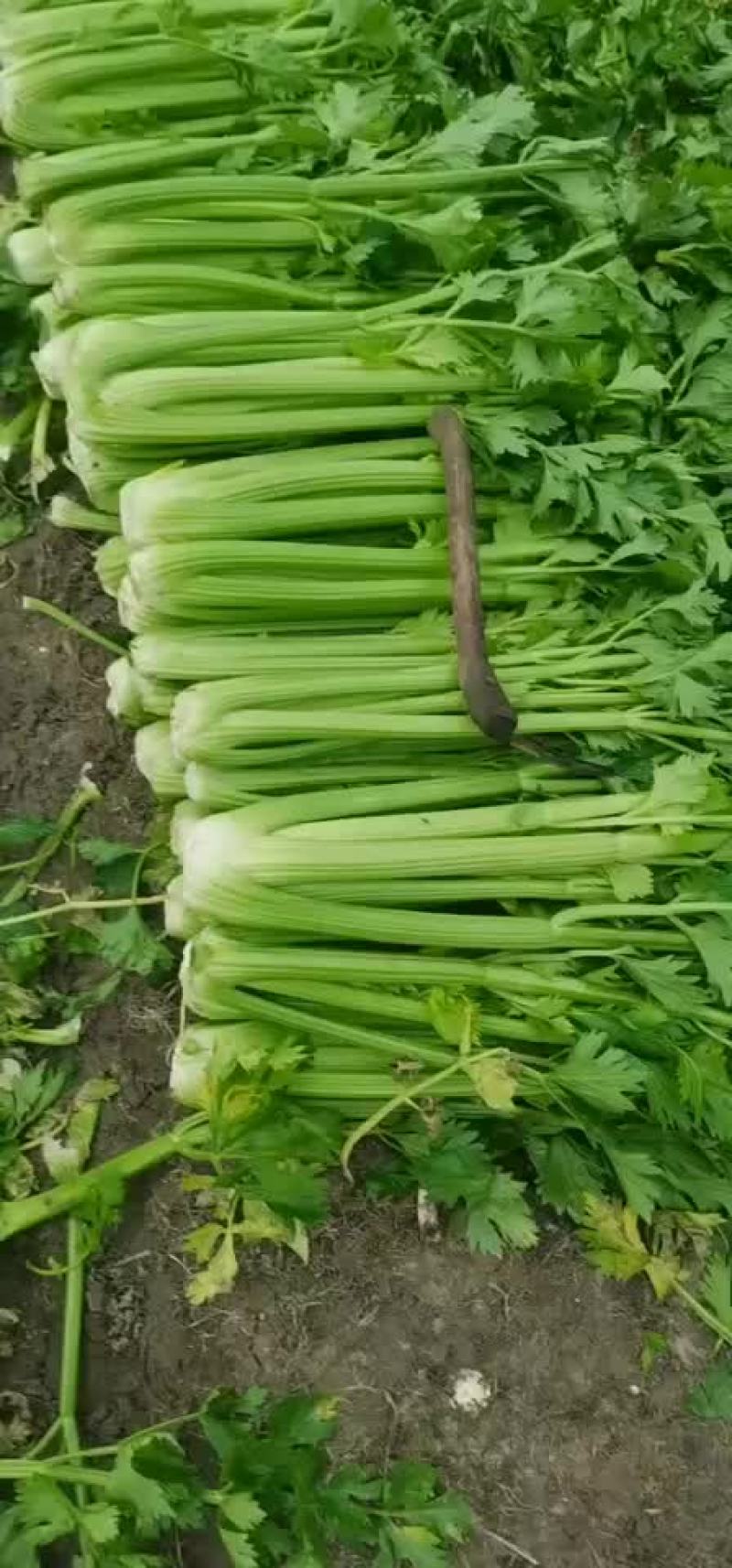 大棚精品西芹大量上市中