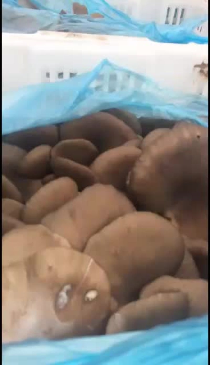 平菇大量上市通货中叶