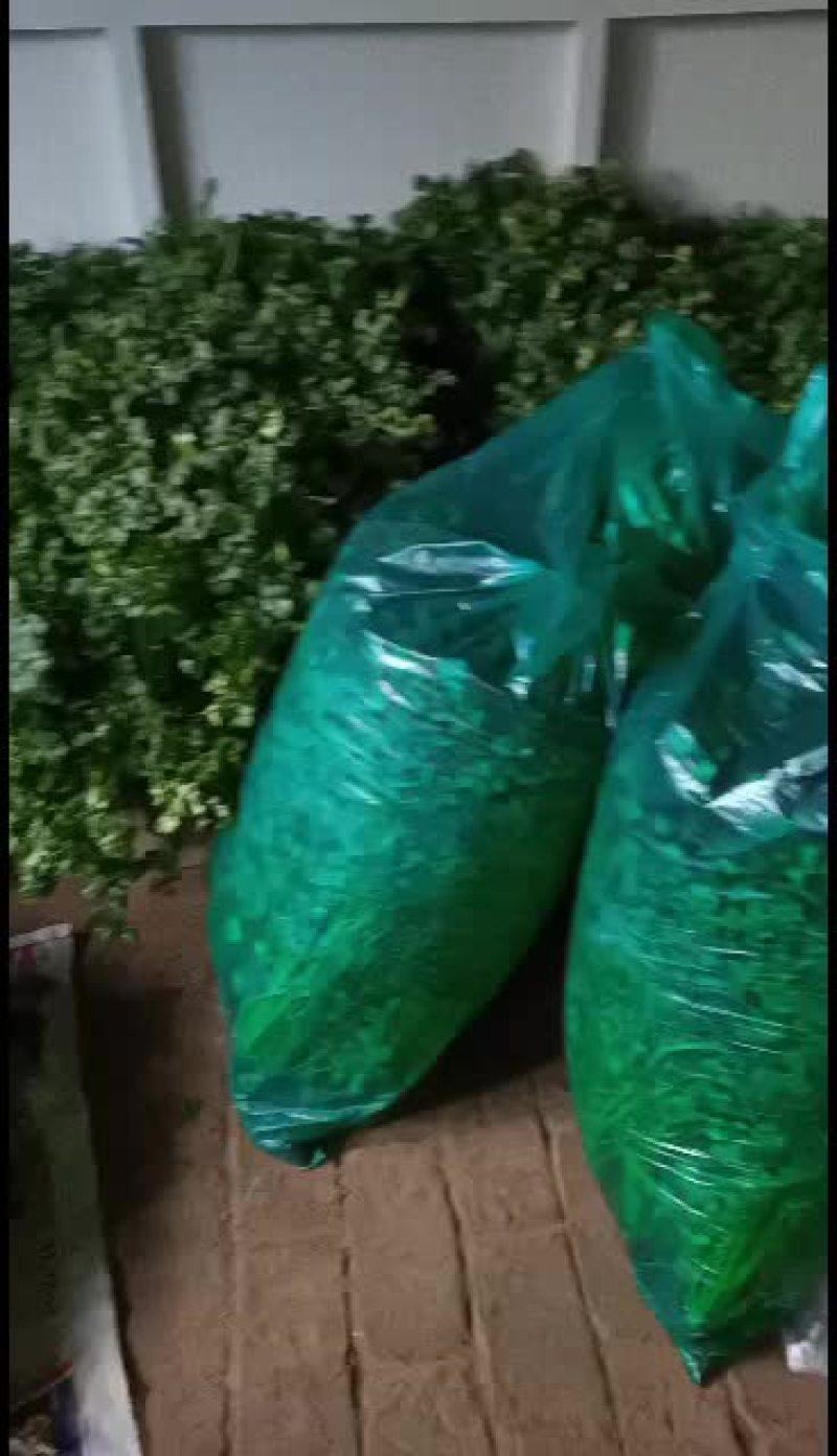精品铁杆青中叶香菜颜色好看