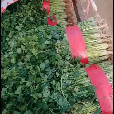精品铁杆青中叶香菜颜色好看