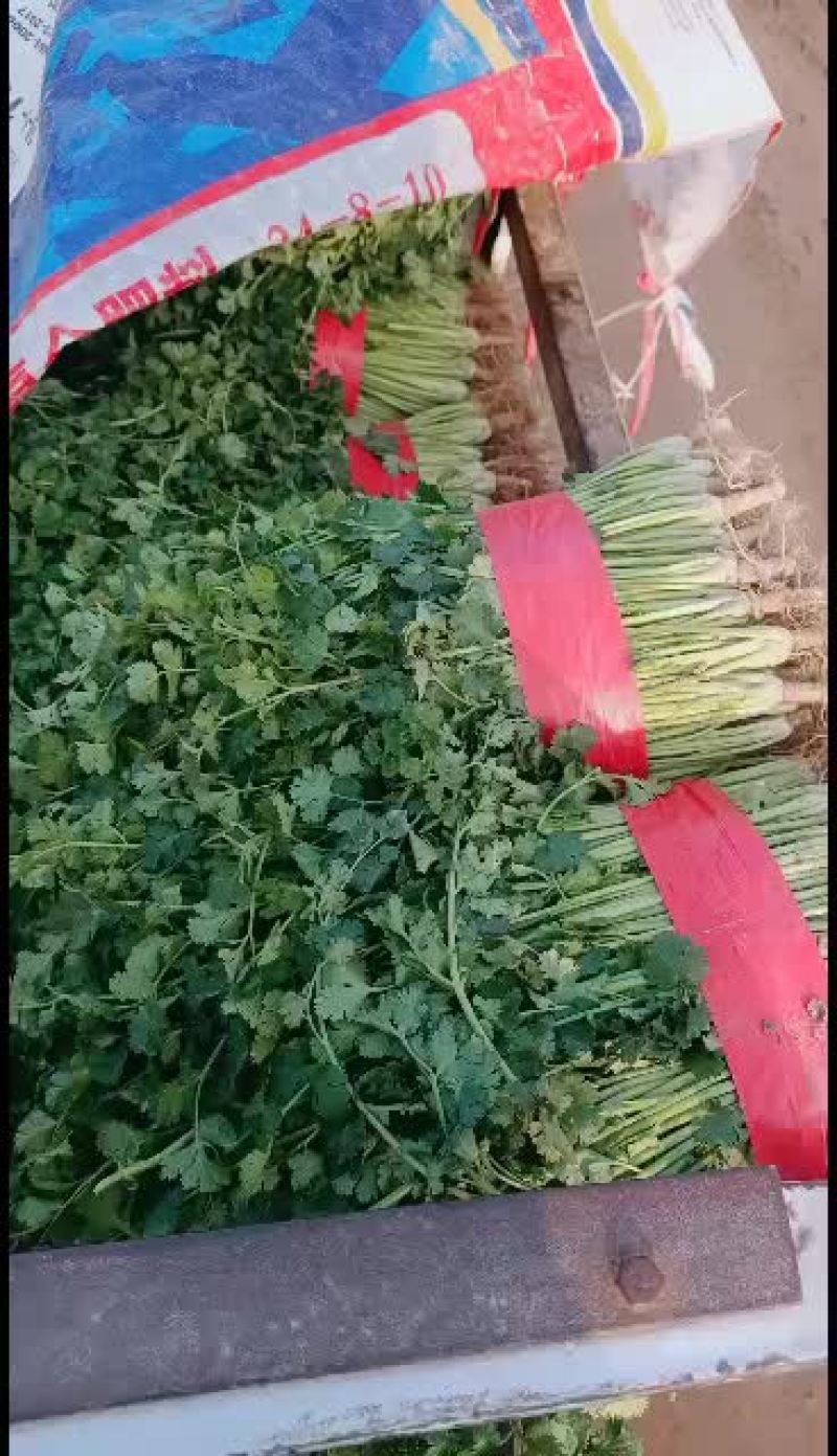 精品铁杆青中叶香菜颜色好看