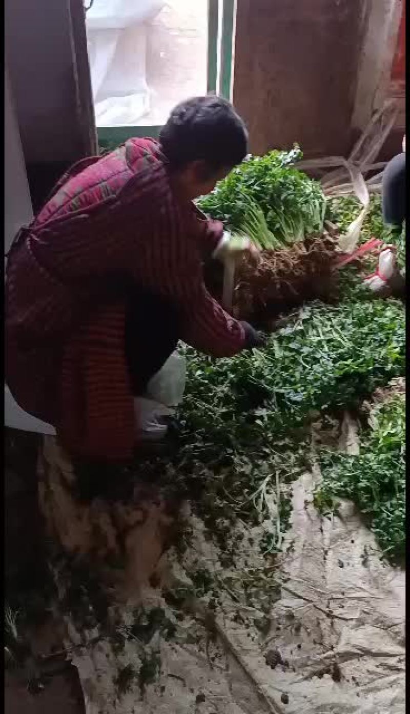 精品铁杆青中叶香菜颜色好看