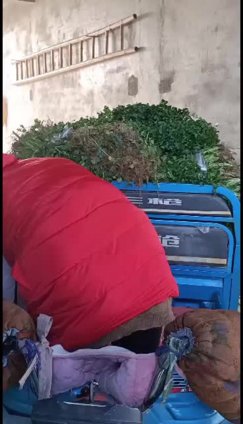 精品铁杆青中叶香菜颜色好看