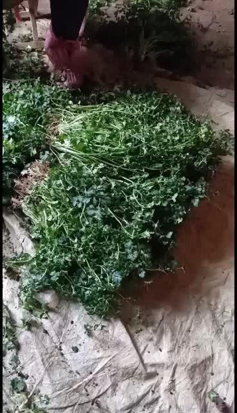 精品铁杆青中叶香菜颜色好看